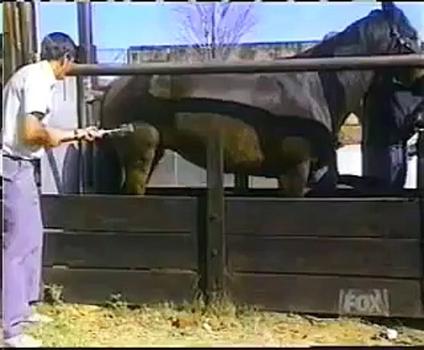 Cheval qui donne un coup de sabot