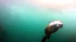 Sea Lions barking underwater freediving Laguna Beach