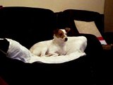 Twizzle singing Coronation Street.  Parson Russell Terrier.  Jack Russell.