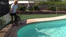 German Shorthaired Pointers diving, retrieving, swimming, wrestling and being friendly