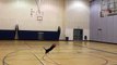 N2 the Talking Cat - N2 Plays Basketball