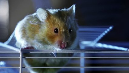 NINJA HAMSTER!