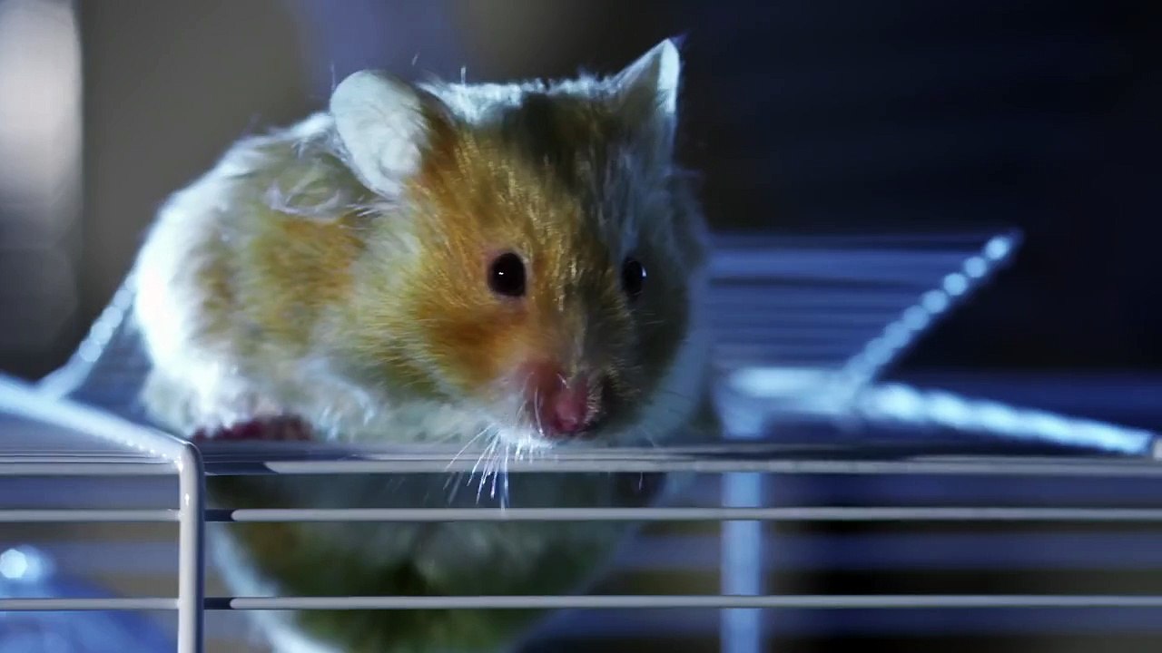 NINJA HAMSTER!