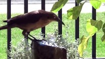 Wild birds Drinking from water fountain