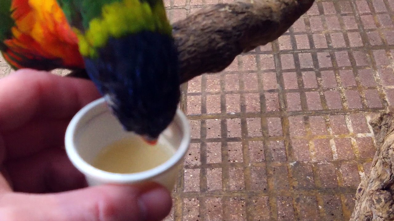 Sittiche füttern im Zoo Münster