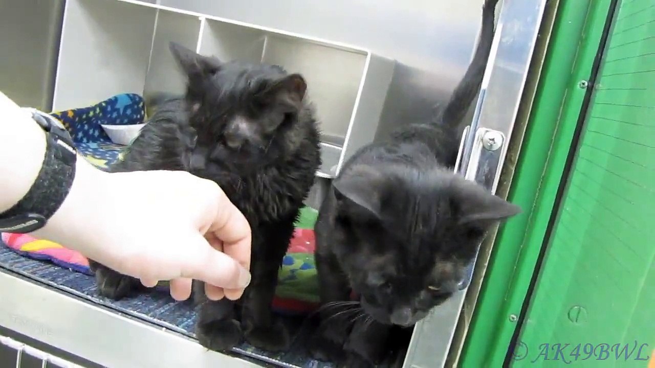 Nesses and Fluffy the Kittens - Adopted!