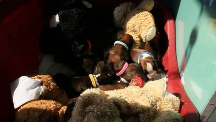 Les mini Steppois à 7 jours, 2015-06-09, (IOWA du RANCH de la RIVIERE ESPERANCE X GIOTTO du DOLON / Portée des "L" 2015