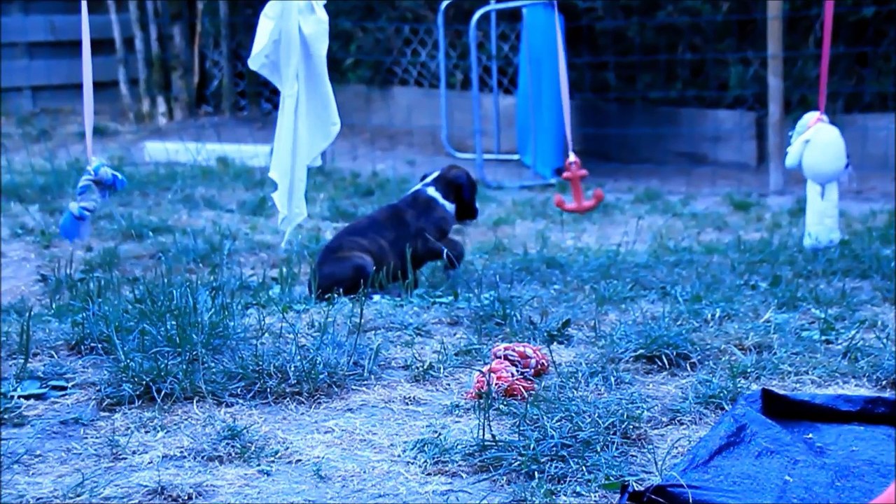 Liotta des Steppes Perdues (IOWA du RANCH de la RIVIERE ESPERANCE X GIOTTO du DOLON / Portée des "L" 2015)