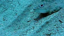 Little Puffer Fish Creates Ocean Floor Crop Circles