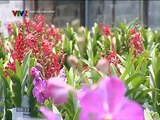 Kỹ thuật trồng và chăm sóc hoa lan Mokara