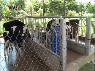 Kỹ thuật chống nóng cho bò sữa