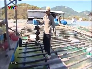 Kỹ thuật nuôi và chế biến hàu biển Nha Trang