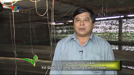 Kinh nghiệm ương cá chẽm và cá hồng mỹ trong bể xi măng