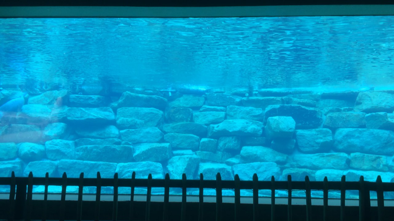 Le nourrissage des phoques et manchots