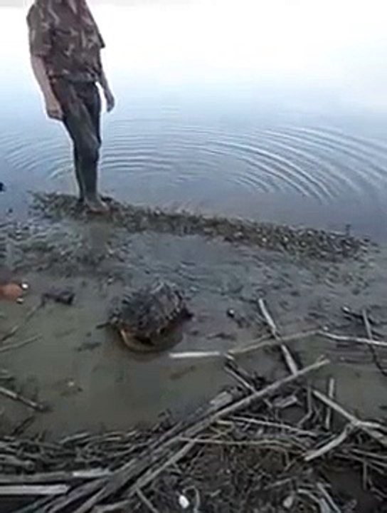 Giant turtle in Amur