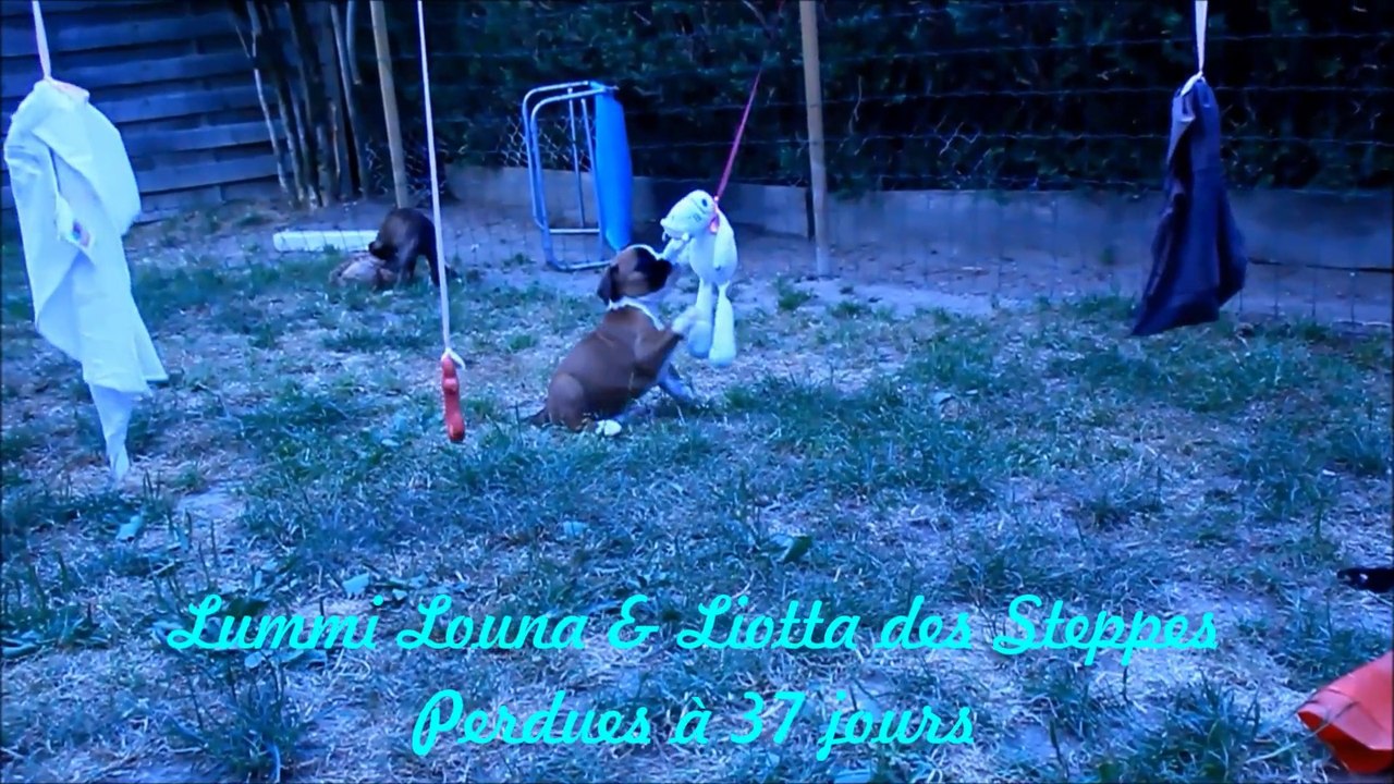 Lummi Louna & Liotta des Steppes Perdues (IOWA du RANCH de la RIVIERE ESPERANCE X GIOTTO du DOLON / Portée des "L" 2015)