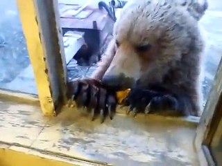 Man feeds wild bear through window in Siberia