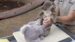Em San Diego, cuidados especiais garante a saúde de coalas