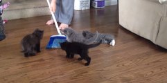 Playful Kittens Have Tonnes of Fun With a Broom