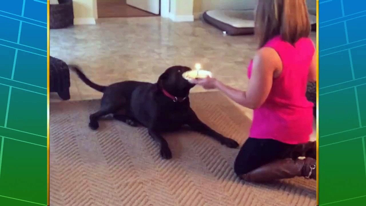 Funny Dogs move