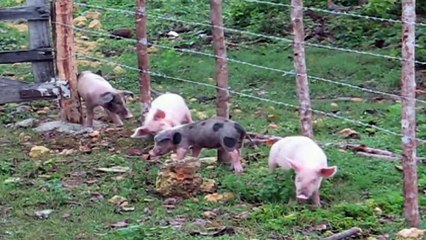 These cuties sure are having an itchy day!