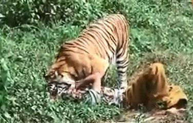 Tiger And Man Best Friends