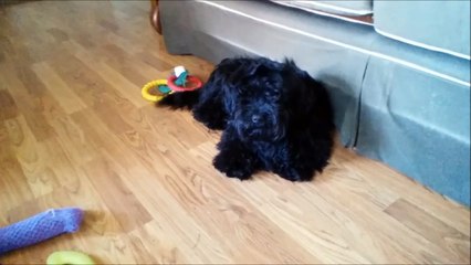 Cardell Rests After Tracking Big Game