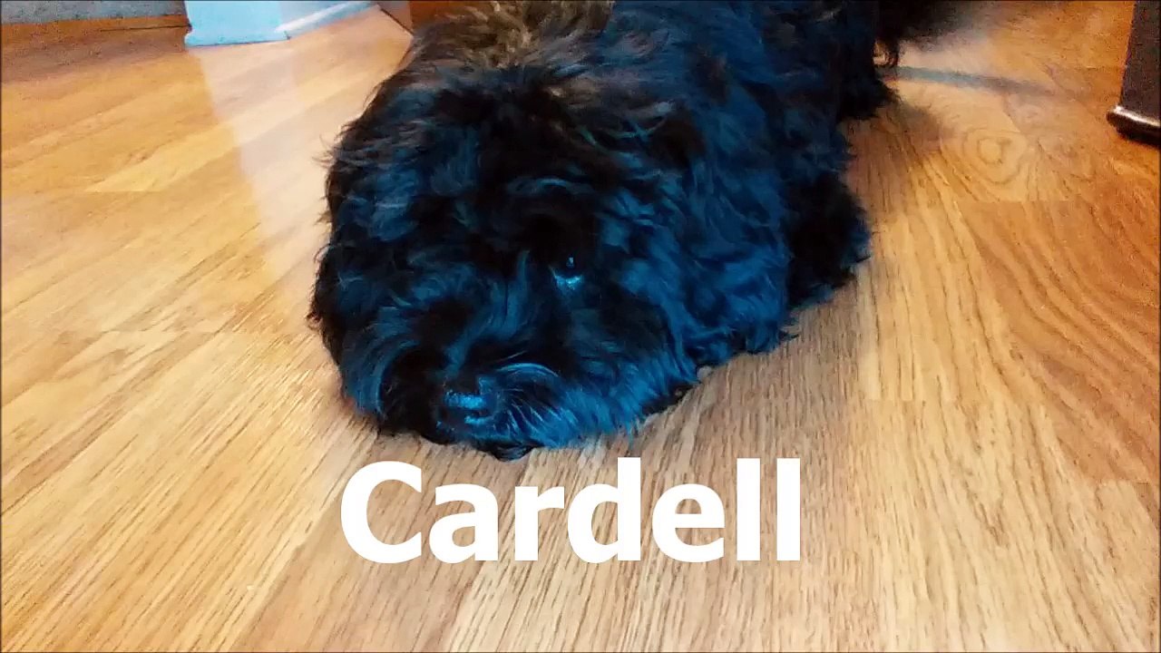 Cardell Sleeps in the Jungle