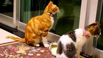 Funny Cats and Kittens Meowing Compilation 2014 [HD]-copypasteads.com