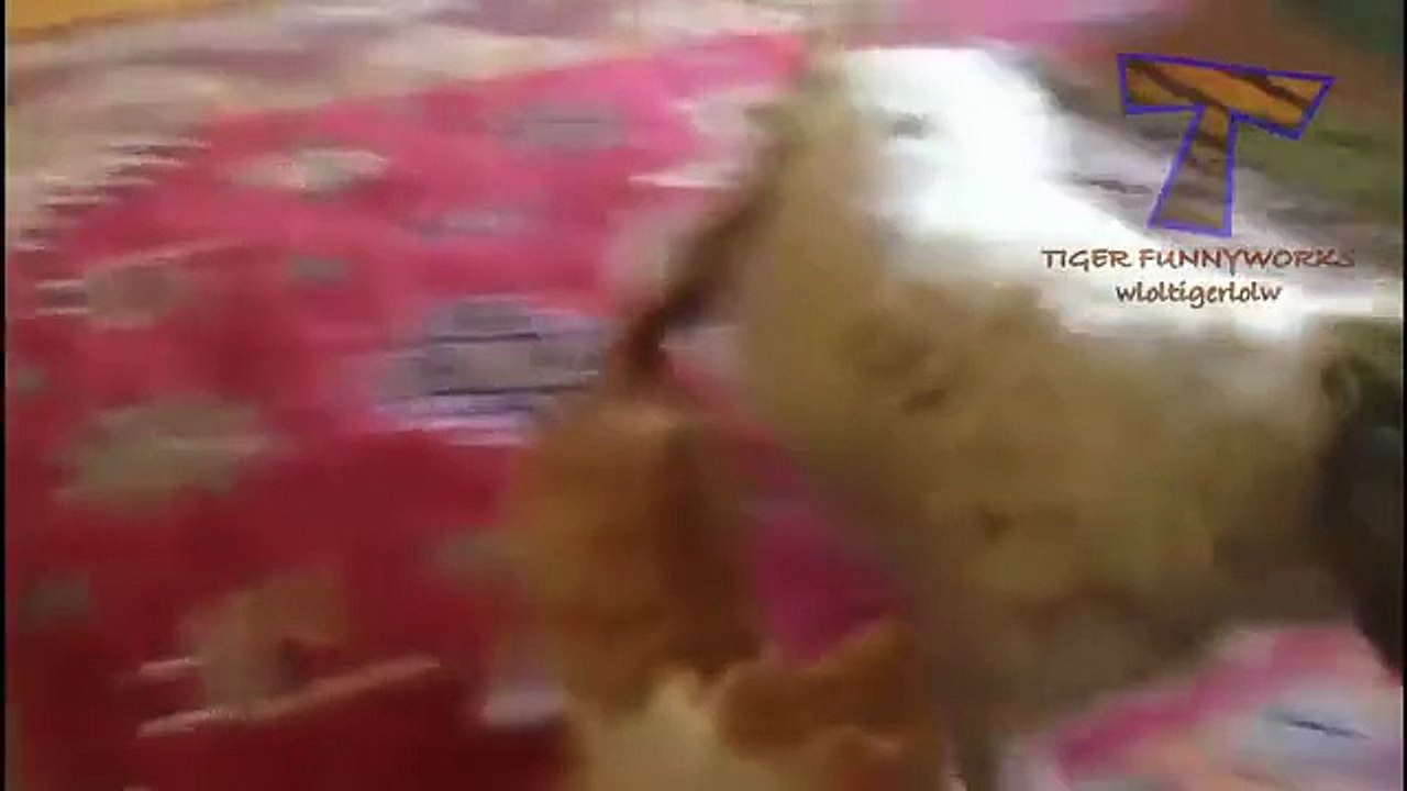 Funny cats annoying dogs - Cute animal compilation