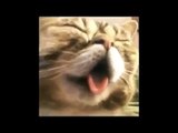 FUNNY VIDEOS  Funny Cats   Cute Cat Videos   Cats Funny Compilation   Funny Animals x264