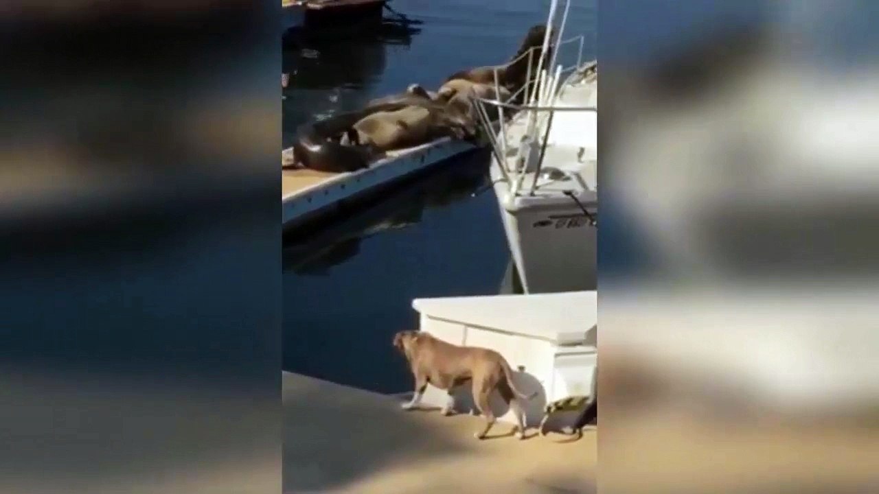 Dog and seals