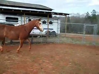 Cherokee - round pen liberty