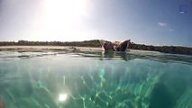 No te creerás que animales habitan esta playa de las Bahamas
