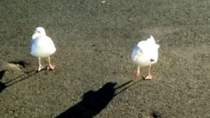 Genius Seagull Can Dance On Command