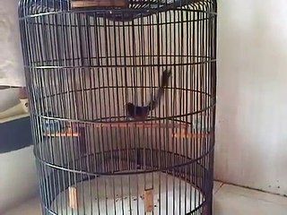 Murai Batu Ekor Panjang.MP4