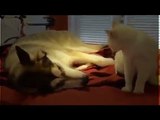 Funny and Cute Videos - Funny Cute Animal Videos - Cute Cats And Dogs Compilation 2015