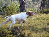 Pointer (Puanter) Av Köpeği