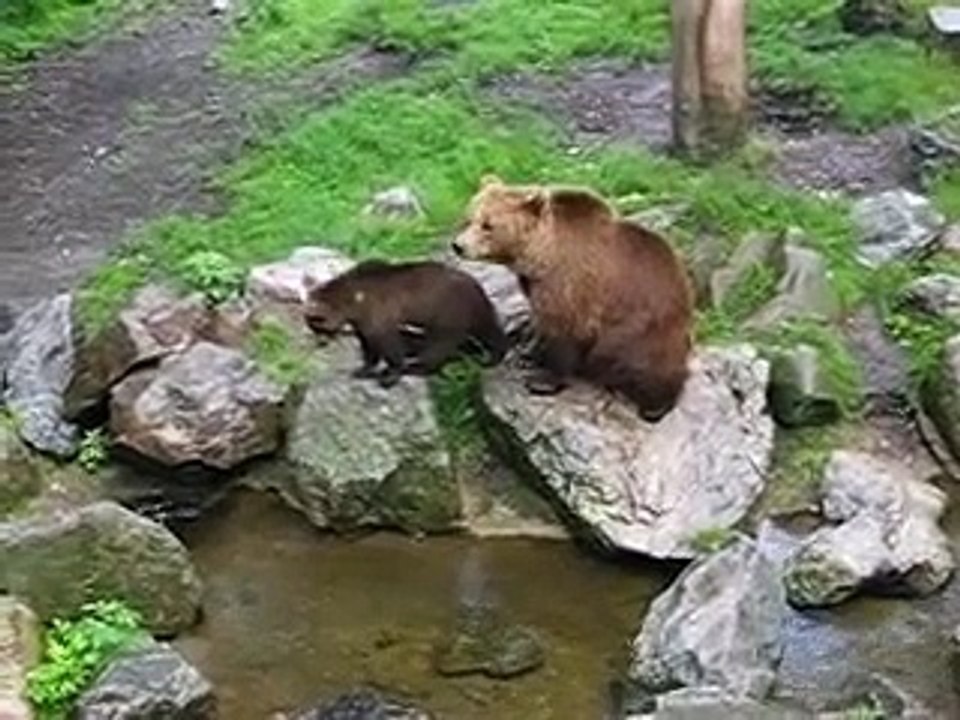 Bears