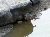 Умная птица ловит рыбу на приманку :))