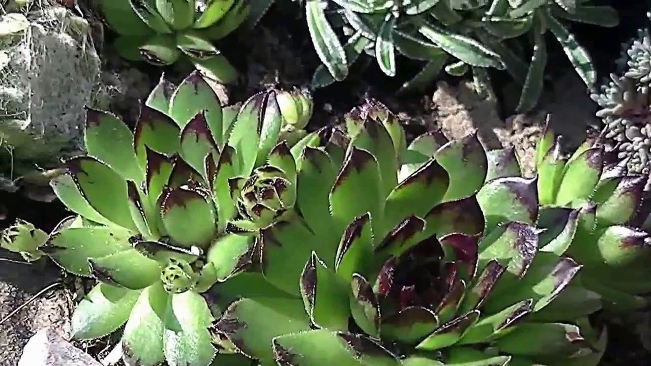 Gartenzeit TV - Hauswurzsalbe hilft bei Mückenstichen