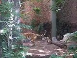 NEW Amur tiger cubs play with Mom at Denver Zoo