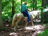 Bacardi Gentle Bombproof Palomino Tennessee Walking Trail Horse.wmv