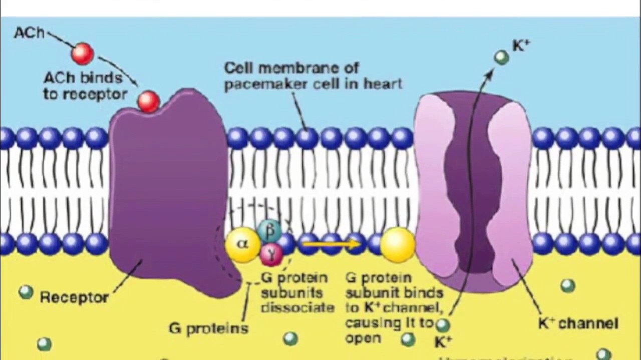 How a muscle cell contracts!!!