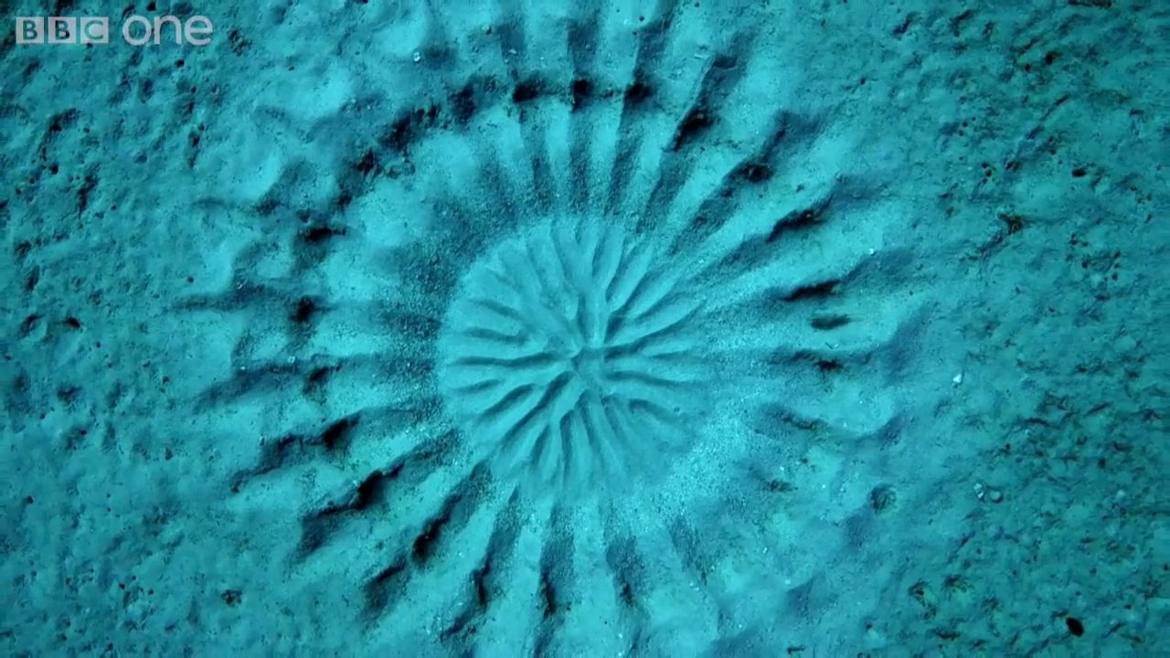 Pufferfish drawing magic rosace and draws in the sand - Artist fish