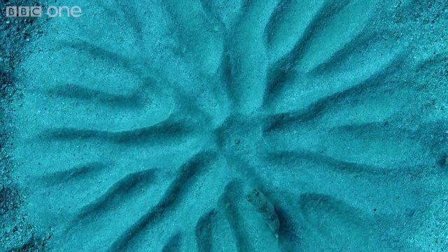 Rosace de sable du poisson-ballon - poisson artiste magique