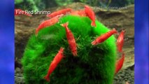 PetSolutions: Freshwater Shrimp Varieties