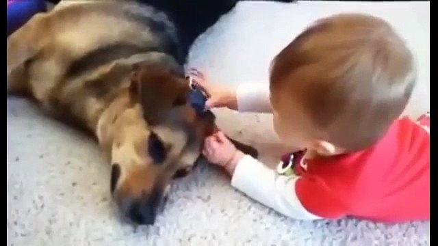 Animali e bambini. Video divertente di Bambini, cani, gatti