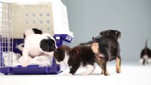 Cute Kittens And Puppies Meet For The First Time