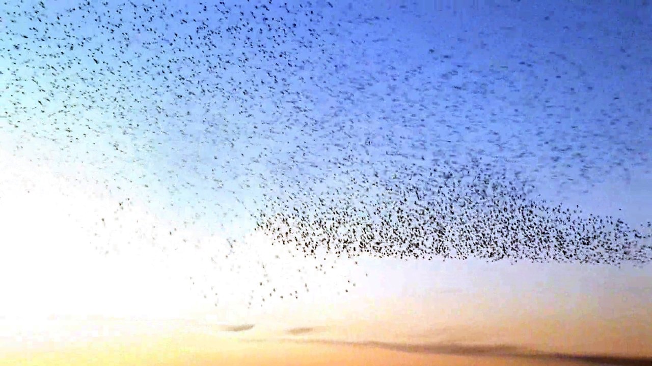 Starling murmuration